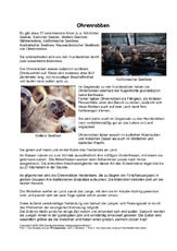 Ohrenrobben-Steckbrief.pdf